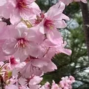 むさしの画像