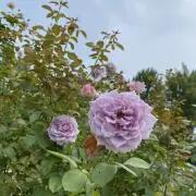 ♡えみ♡の画像