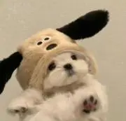 m 即日発送  即購入OKの画像