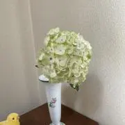 yanchaの画像