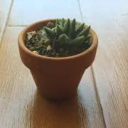 Kの画像