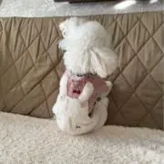 いちご