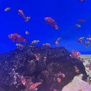 しらすの画像