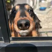 momoの画像