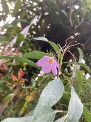 瑠璃やなぎ