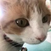 花ちゃんの画像