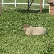 ぽこタの画像