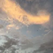 ライオンの画像