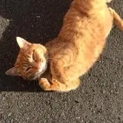 さやの画像