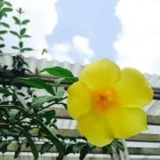 じゃかこの画像