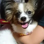 はなの画像