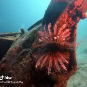 クジラ