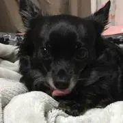 ここあの画像