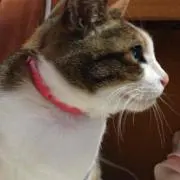 メシムー