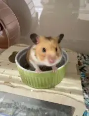 リンの画像