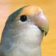 Kiki❁⃘*.゜の画像