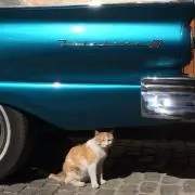 ニーナ
