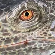 Repzuu