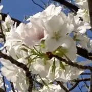 クローバー♪の画像