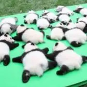 コパンダの画像