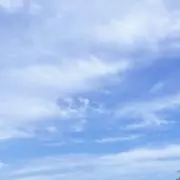 はなの画像