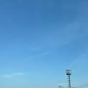 にんじんの画像