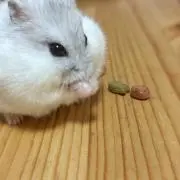 せごとん工房miniの画像