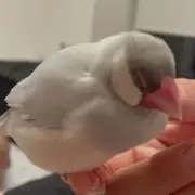おもちの画像