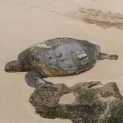 ただし