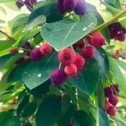 Juneberryの画像