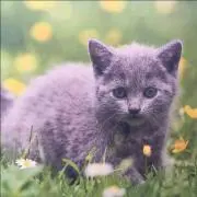 girryの画像