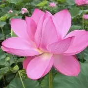 Hana＊の画像