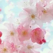 さくら
