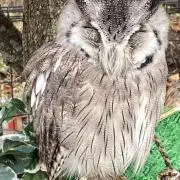 木兎の画像