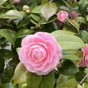 あわこの画像