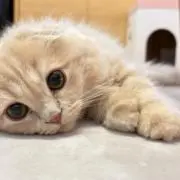 りんごちゃんの画像