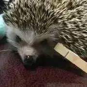 ディープローバーの画像