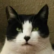 ねこの画像