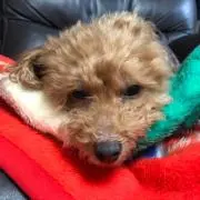 とのくんの画像