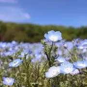 らんらんの画像