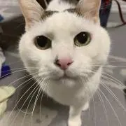 ししゃもの画像