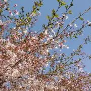 うさぎさんの画像