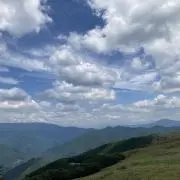 トラハゼの画像