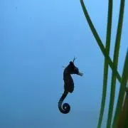 ももの画像