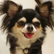 そらかぜの画像