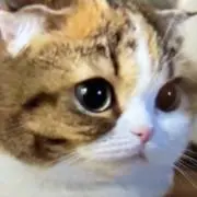 梅蔵