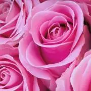 ♡愛 Rose♡値下げリクエスト是非の画像