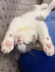 むぎの画像