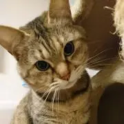 ユウマックス