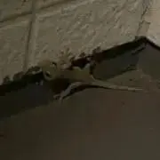 vvv